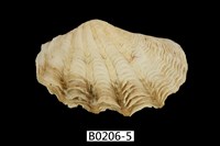 藏品(長硨磲蛤)的圖片